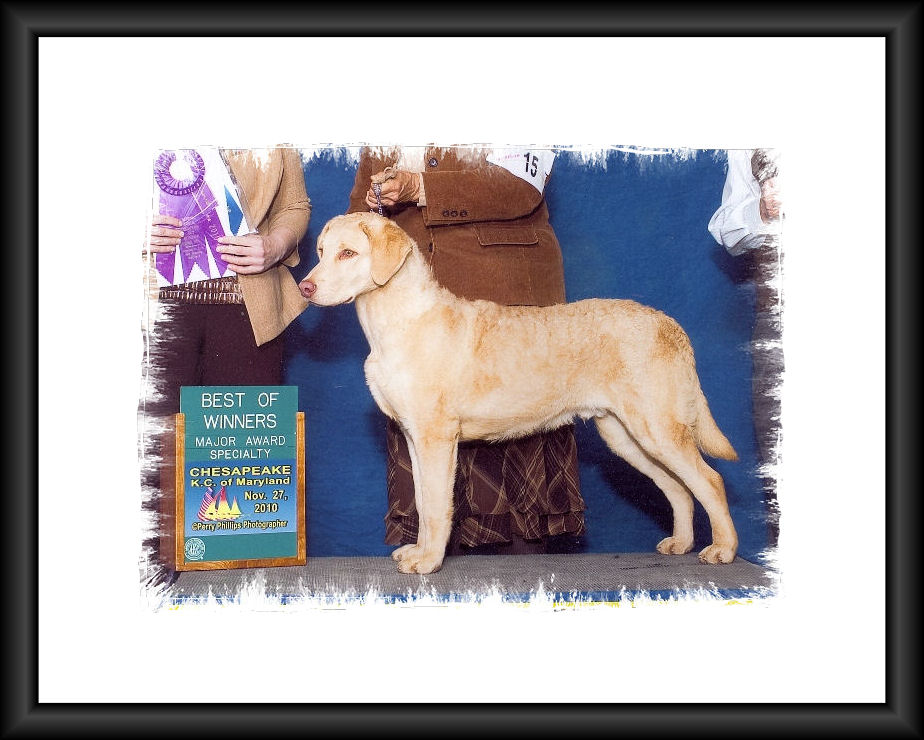 Sire Photos